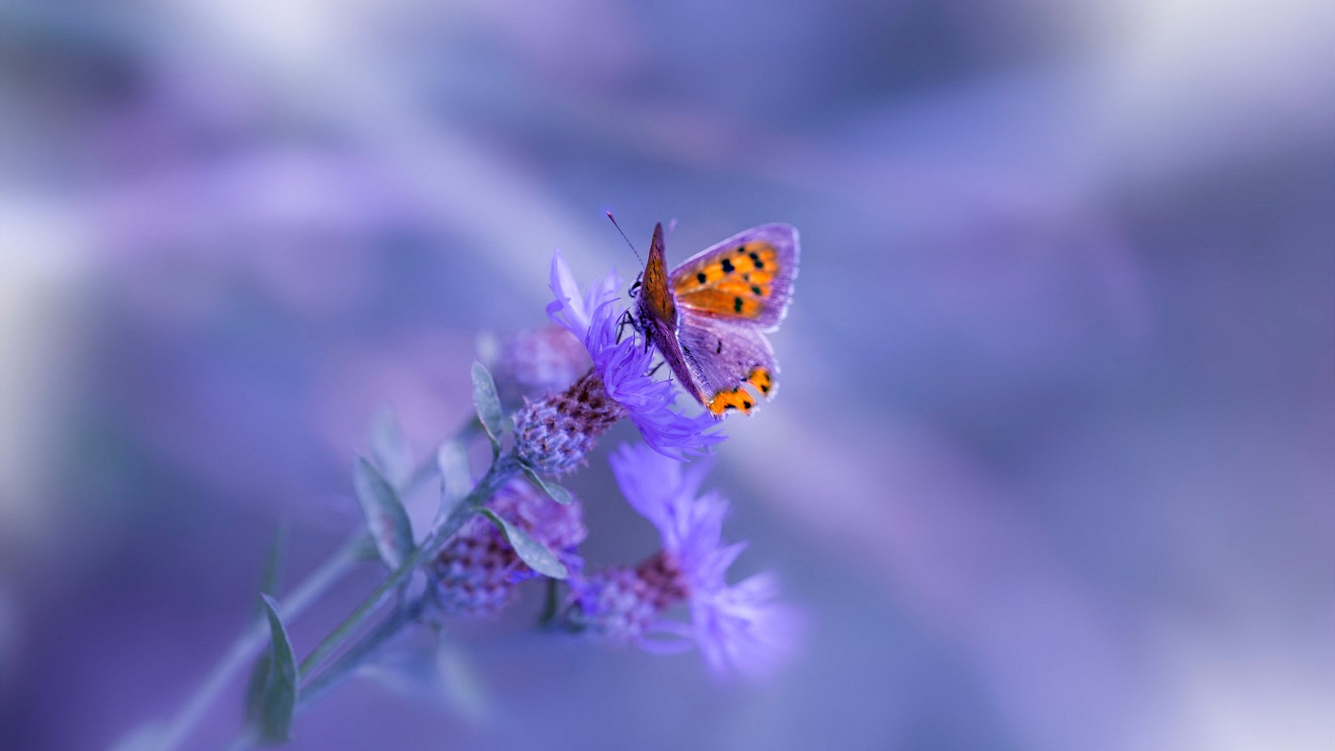 当密西西比河遇见松花江，一场只存在于数据洪流中的抢七