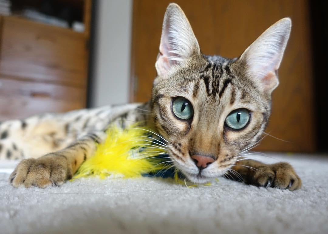 开云体育官网-唯一性的光芒，当公牛终结太阳，拉梅洛照亮欧冠之夜