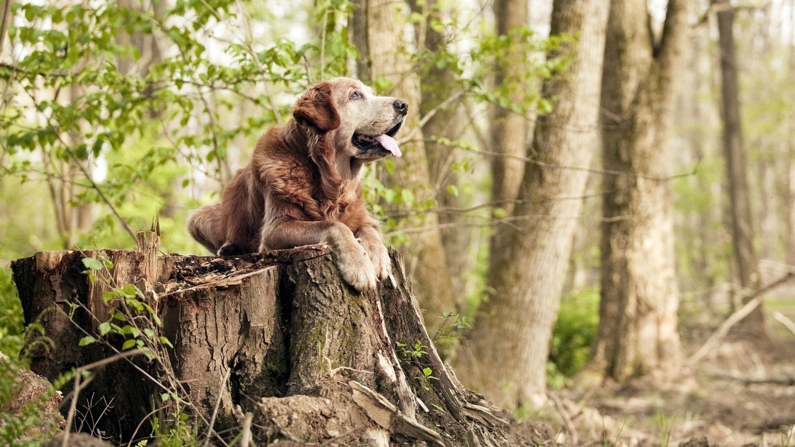 时空折叠之夜，当秘鲁横扫挪威的传奇，照亮拉亚亚平宁的封神之路