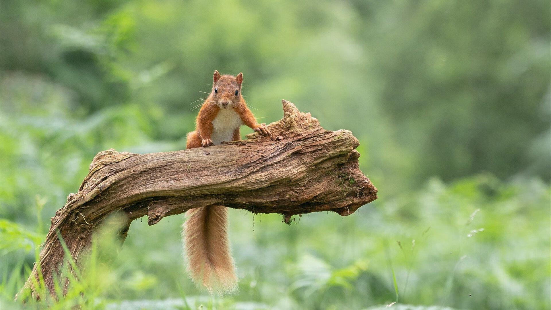开云体育在线-关键先生布雷默上演瞬间艺术，埃及军团以碾压之姿重塑沙漠足球格局