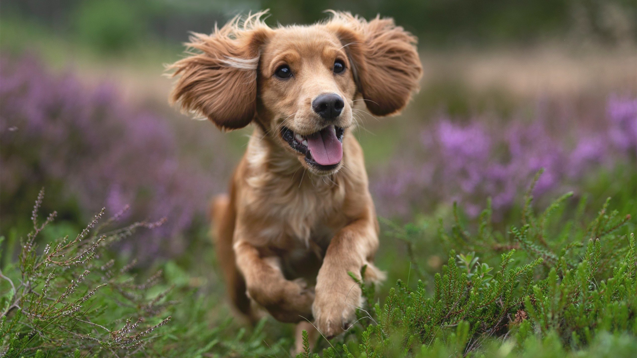 金色少年征服绿茵场，贝林厄姆之夜，厄瓜多尔的十字路口
