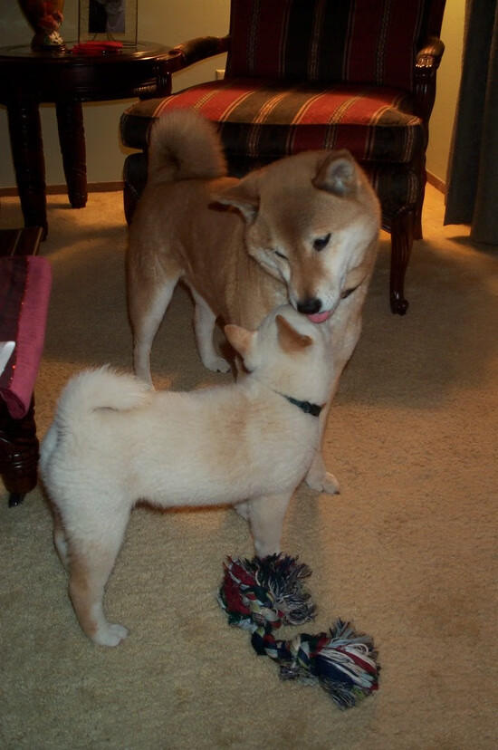 开云体育登录-平行宇宙的世纪之战，约基奇50+三双，北京队决胜局智取掘金