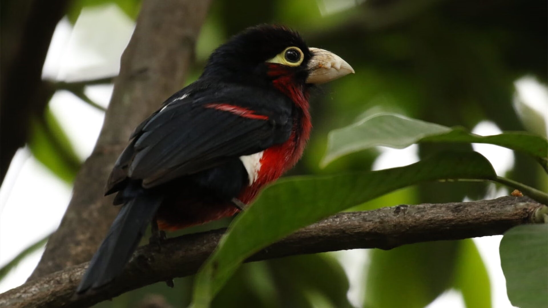 萨内跨界之夜，从安联球场到NBA总决赛的超现实接管