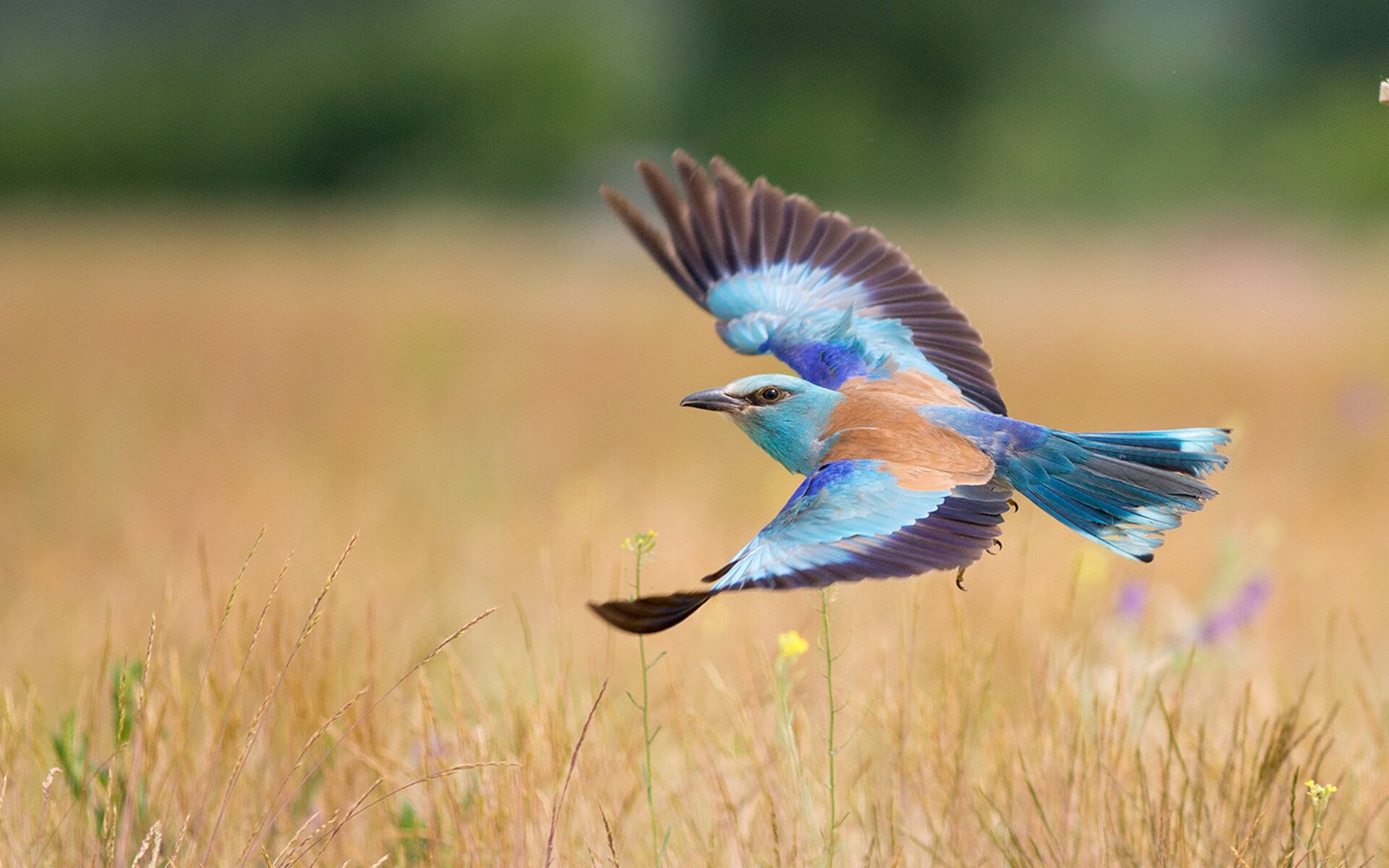东方堡垒对决欧洲魔术师,当广厦铁血团队扼杀费城天赋,东契奇在世纪对决中加冕
