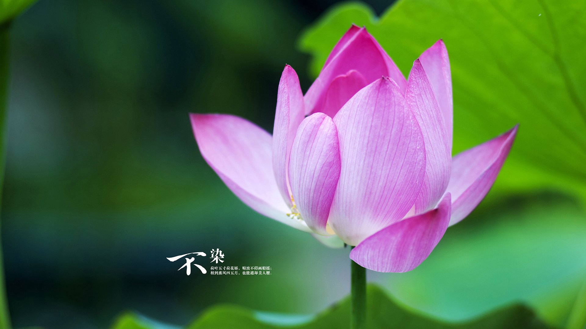 开云体育平台APP-楚阿梅尼，当战术大师成为争冠夜唯一焦点，他用头脑与勇气终结悬念